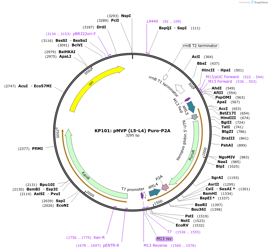 121716-plasmid-map-sequence-id-237073