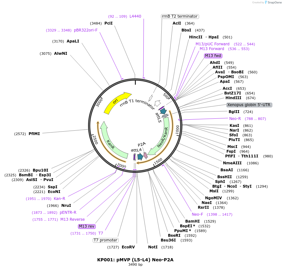 121717-plasmid-map-sequence-id-237074