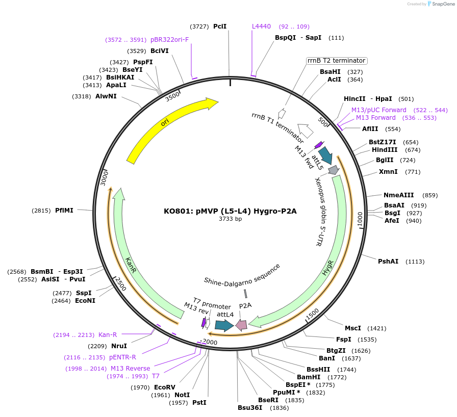 121718-plasmid-map-sequence-id-237076