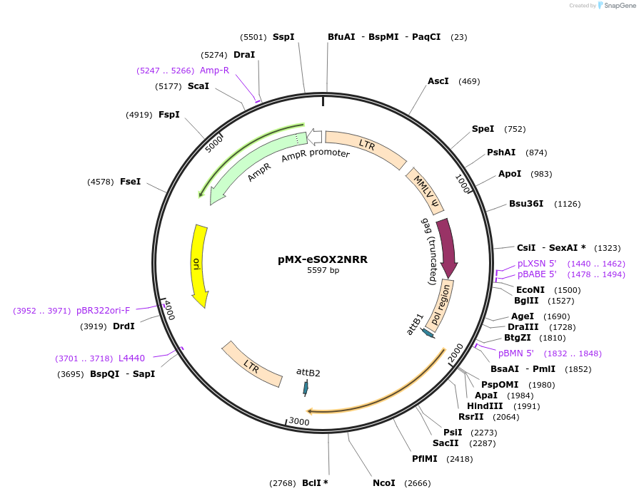 118825-plasmid-map-sequence-id-237077