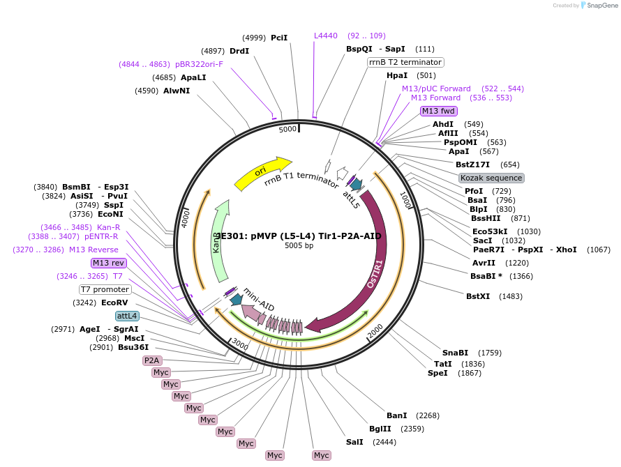 121722-plasmid-map-sequence-id-237078