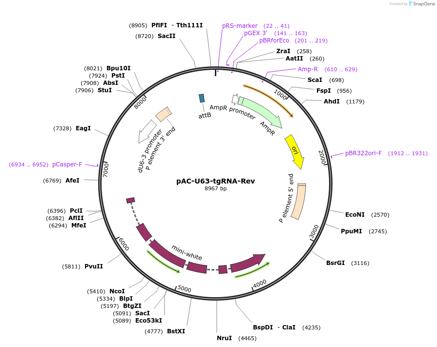 112811-plasmid-map-sequence-id-237079