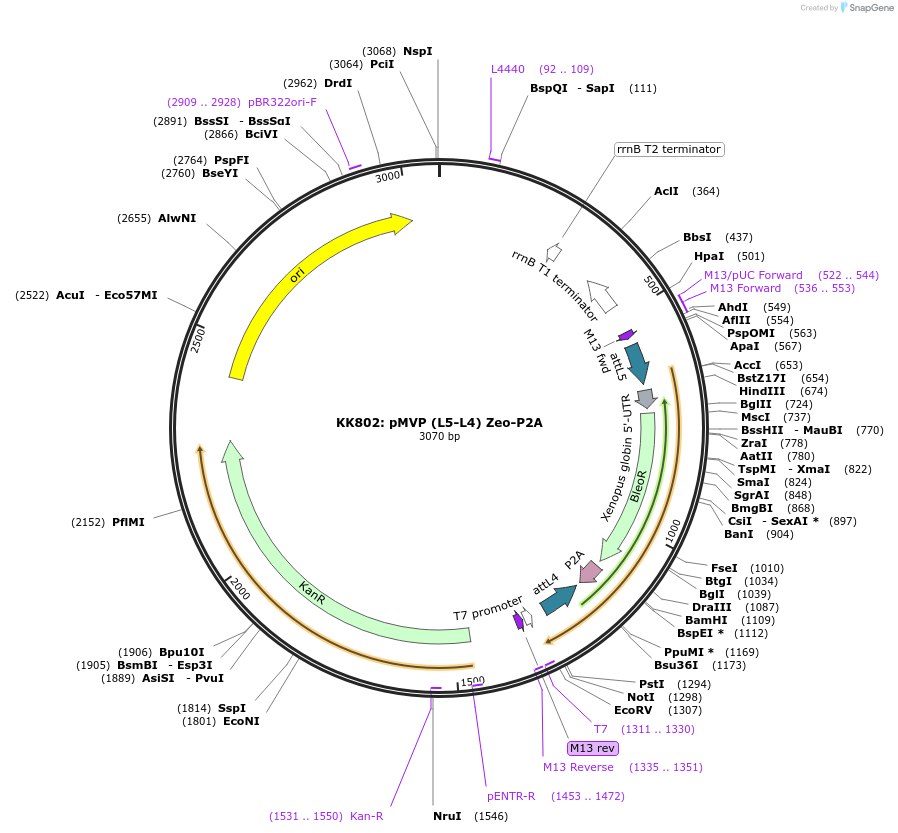 121719-plasmid-map-sequence-id-237082
