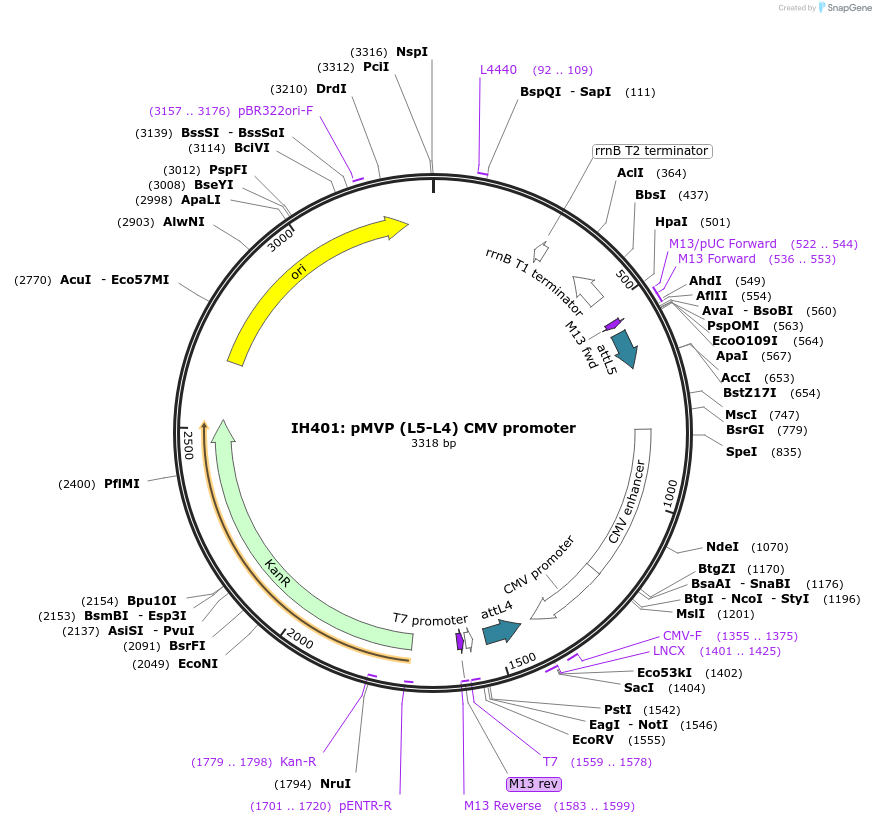 121726-plasmid-map-sequence-id-237085
