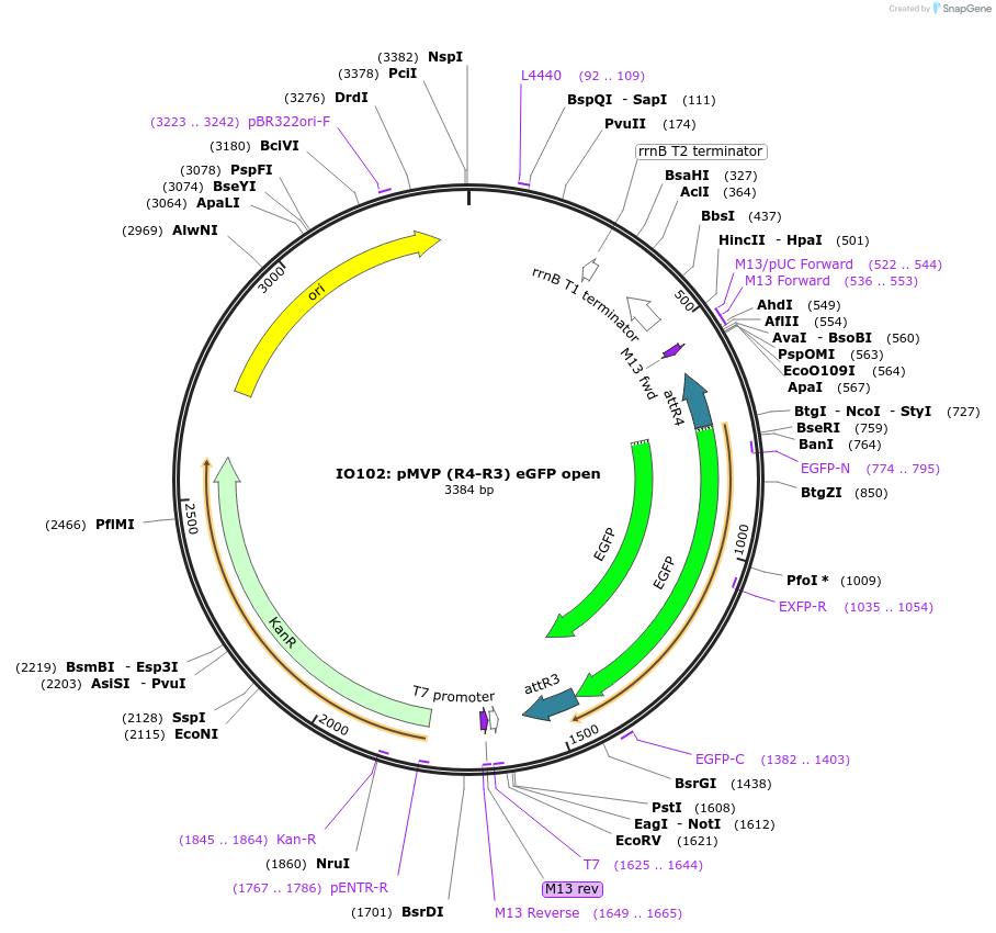 121731-plasmid-map-sequence-id-237088