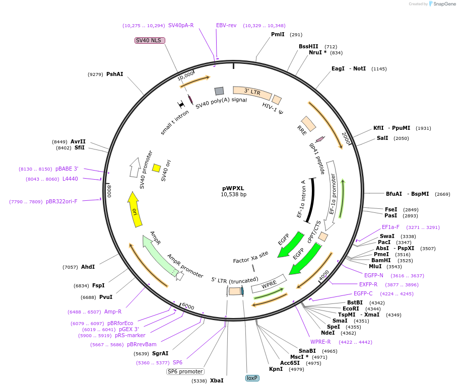 12257-plasmid-map-sequence-id-237089