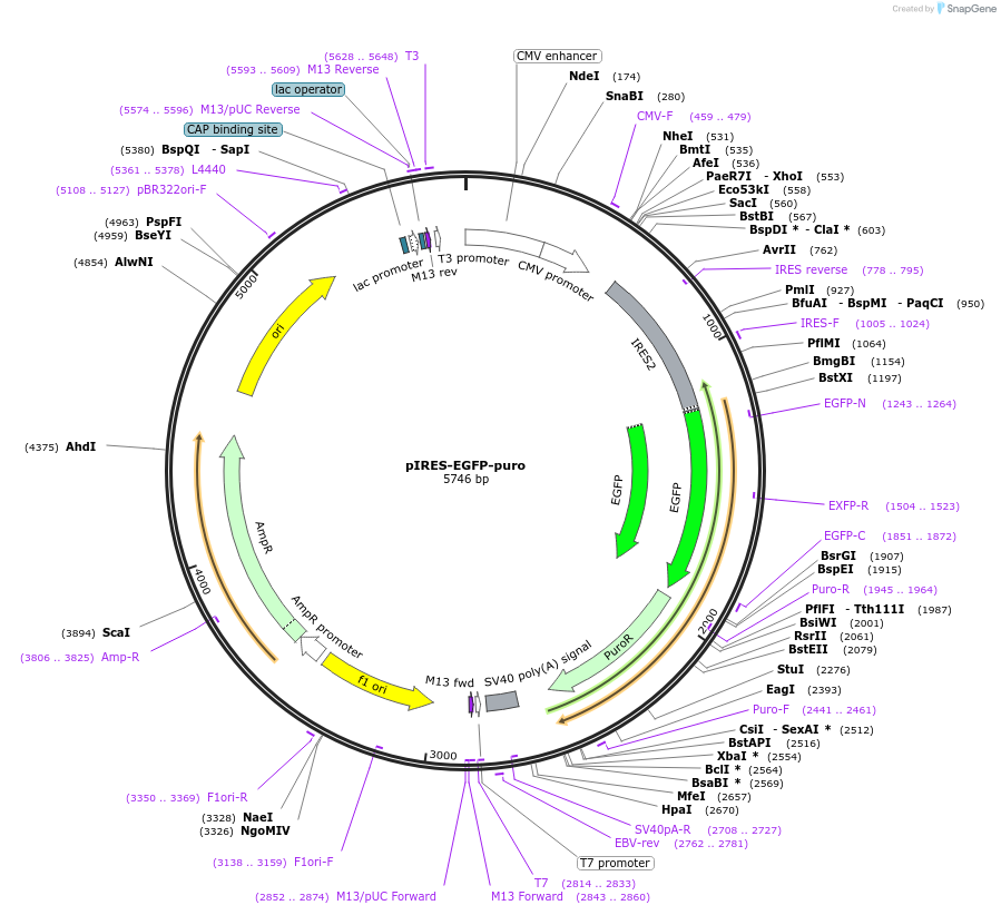 45567-plasmid-map-sequence-id-237092