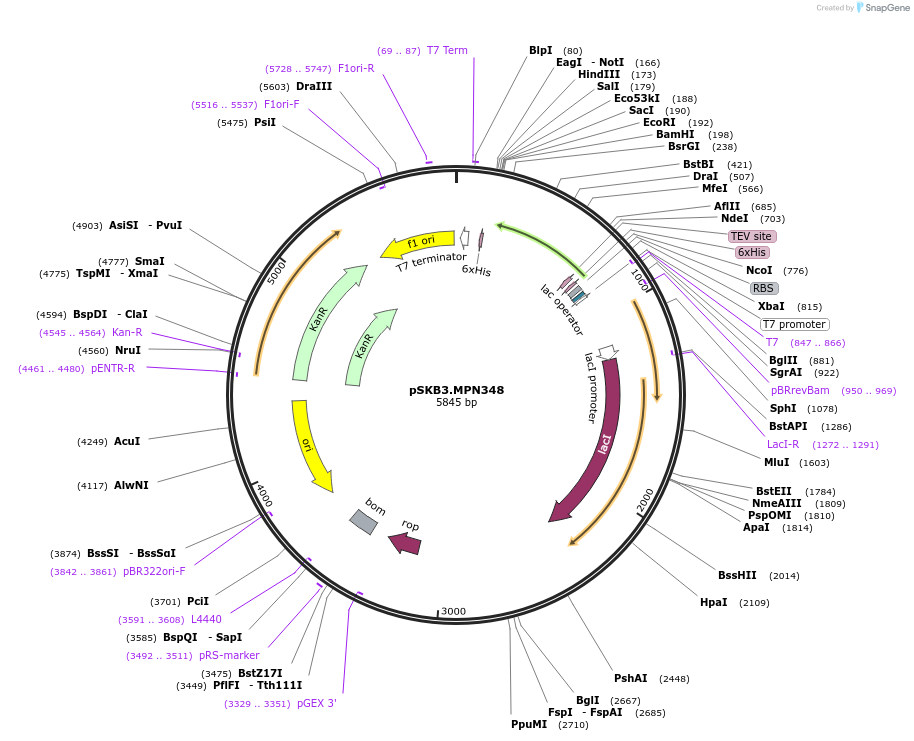 11437-plasmid-map-sequence-id-237097
