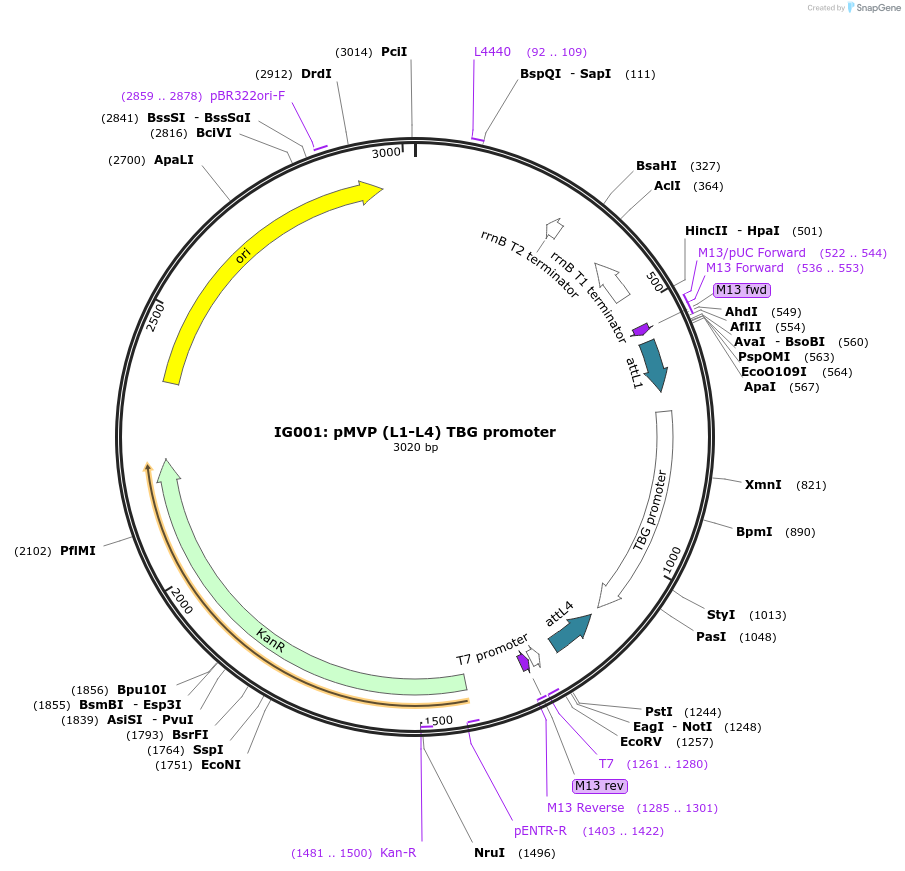121689-plasmid-map-sequence-id-237103