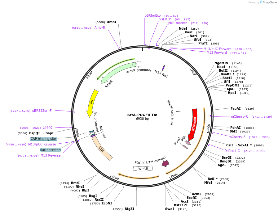 121168-plasmid-map-sequence-id-237108
