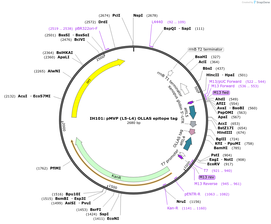 121703-plasmid-map-sequence-id-237109