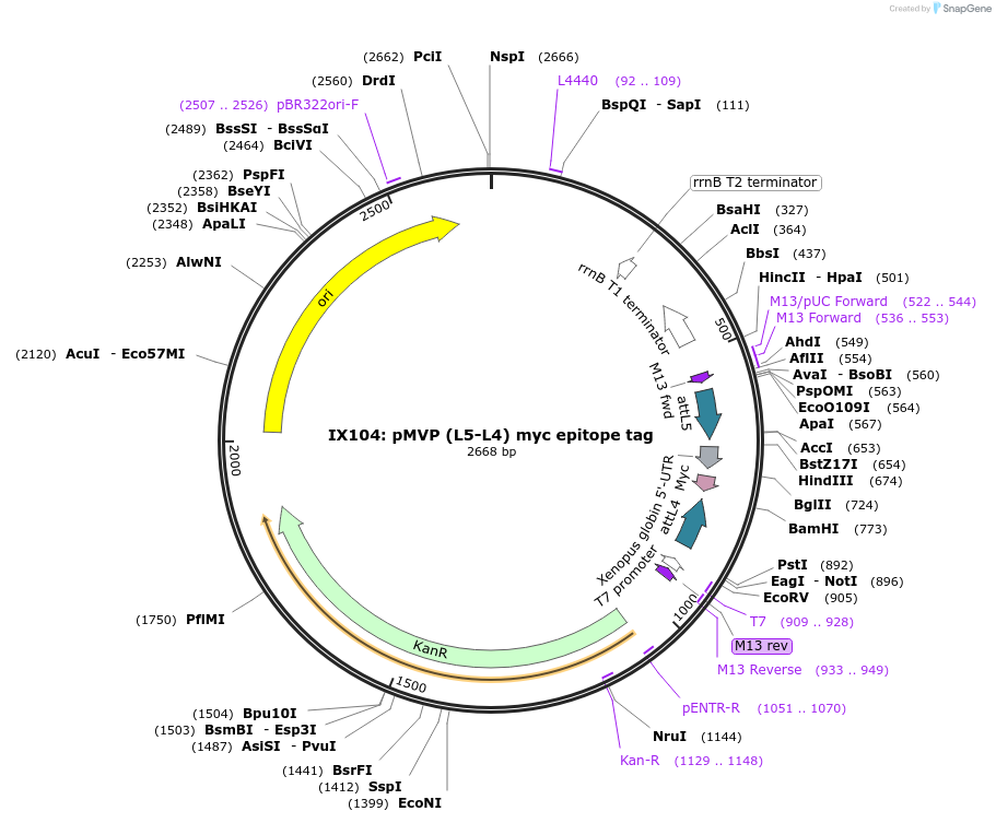 121704-plasmid-map-sequence-id-237110