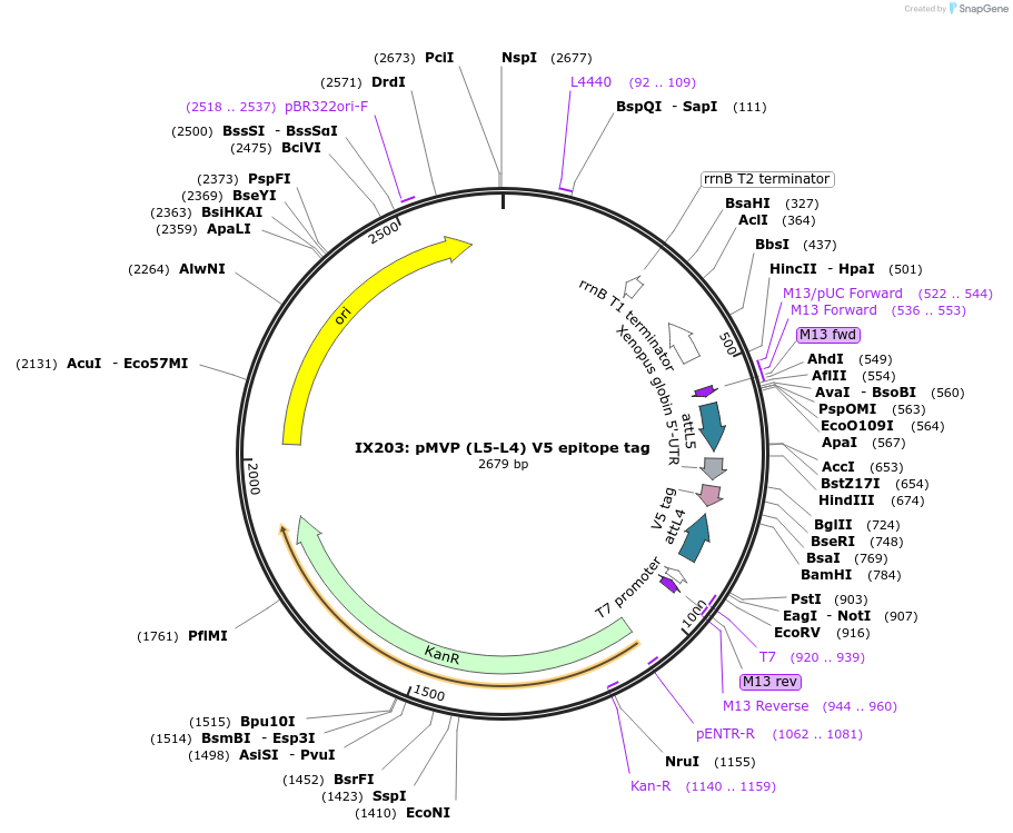 121705-plasmid-map-sequence-id-237119