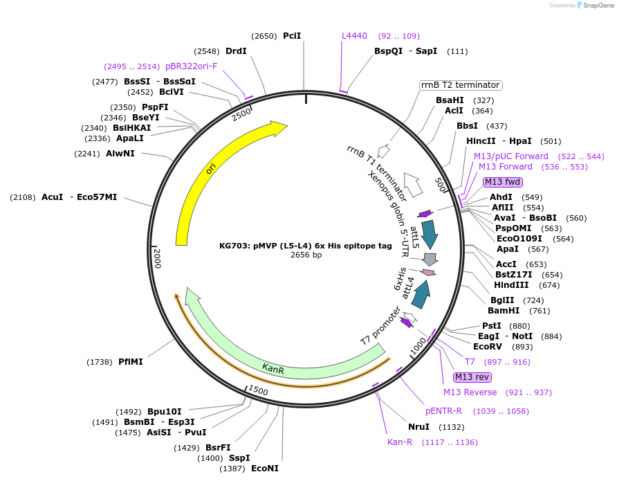 121706-plasmid-map-sequence-id-237120