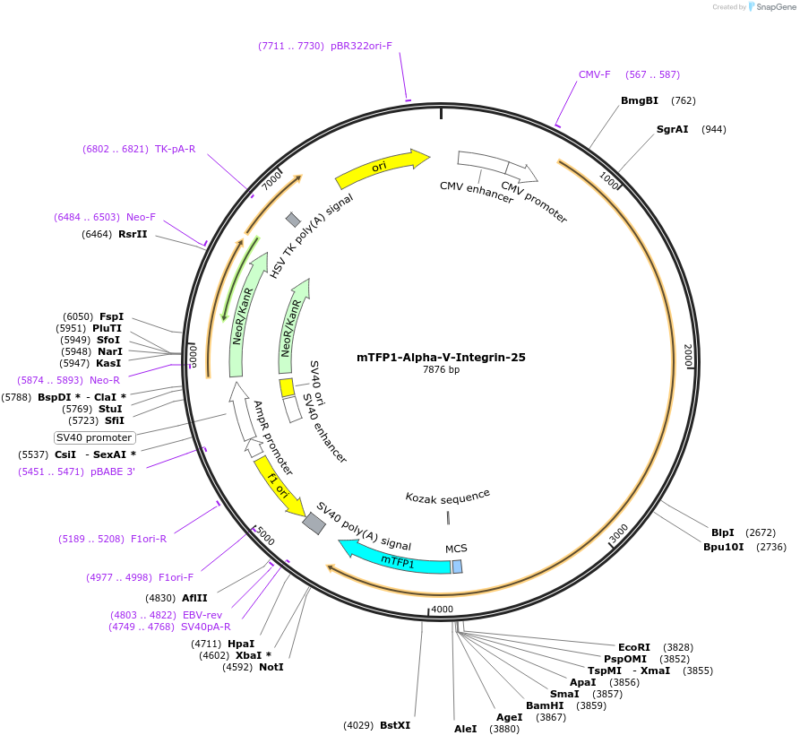 55465-plasmid-map-sequence-id-237123