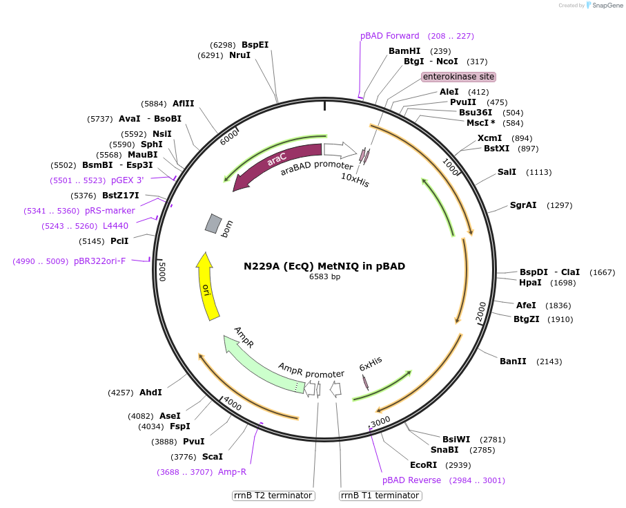 118257-plasmid-map-sequence-id-237124