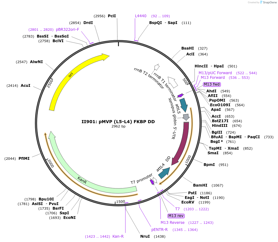 121720-plasmid-map-sequence-id-237127