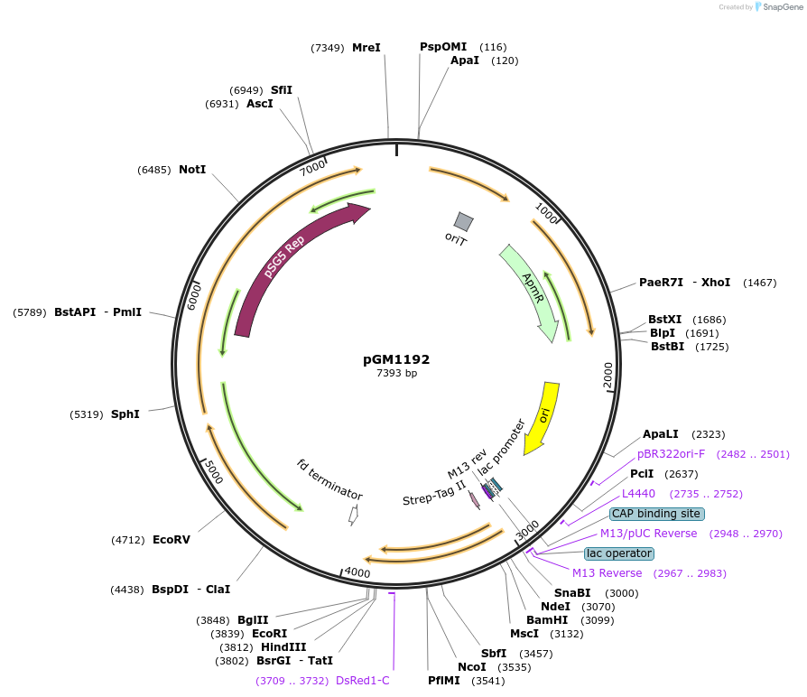 115683-plasmid-map-sequence-id-237128