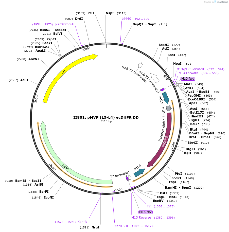 121721-plasmid-map-sequence-id-237132
