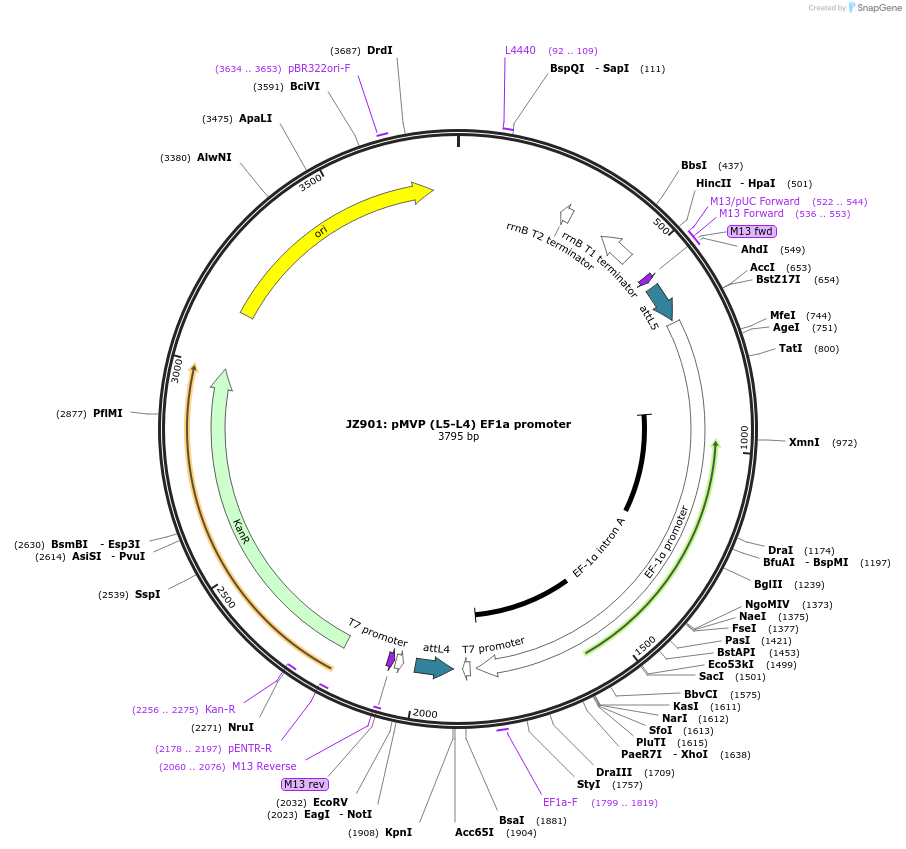 121727-plasmid-map-sequence-id-237133