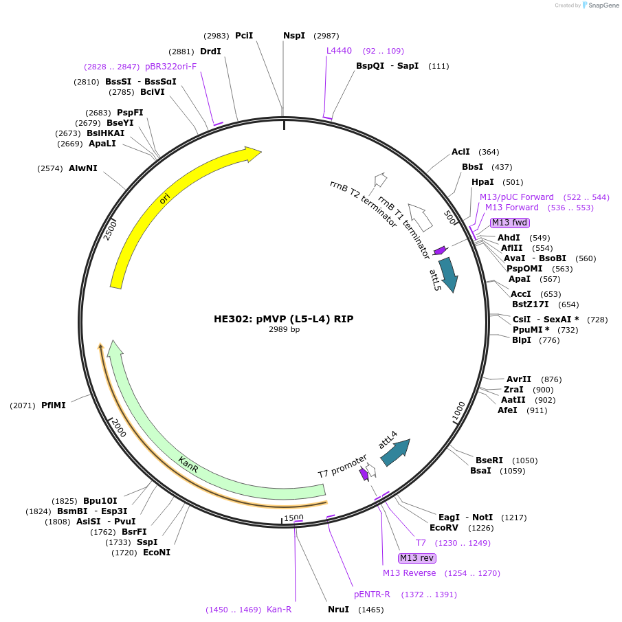 121728-plasmid-map-sequence-id-237134
