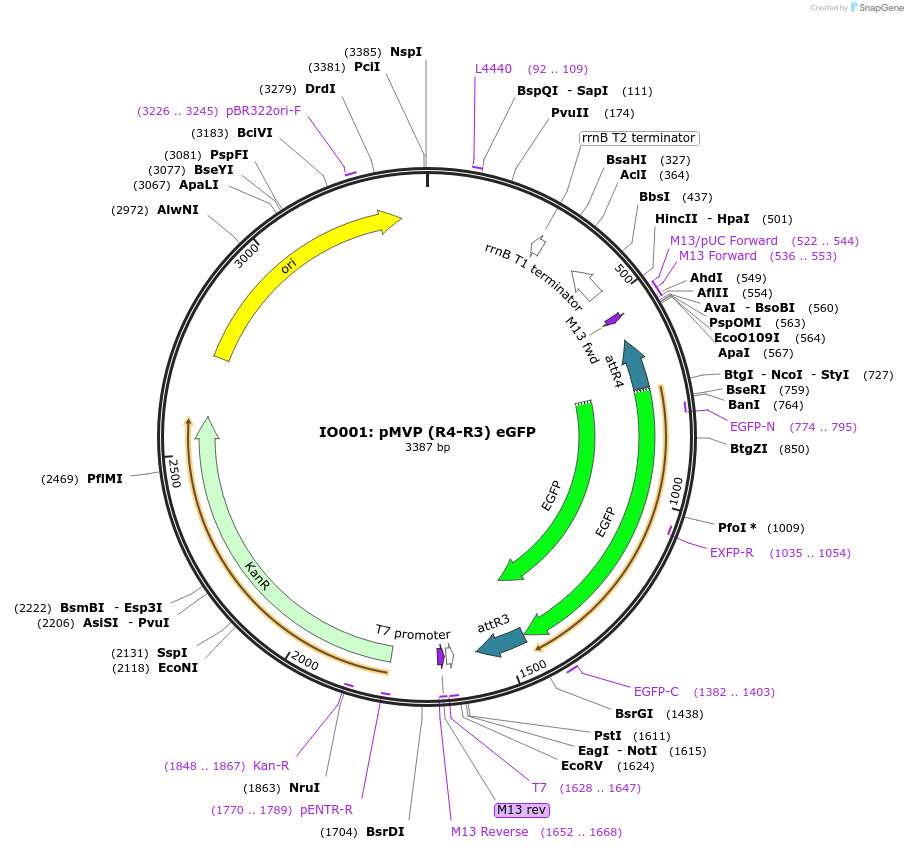 121730-plasmid-map-sequence-id-237136