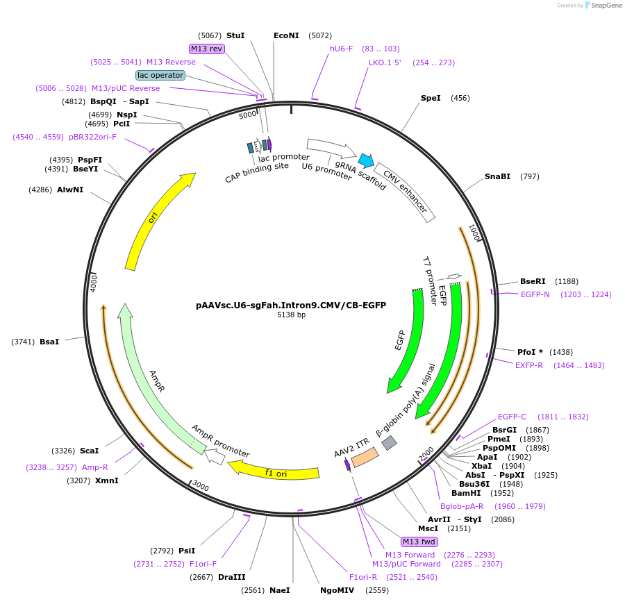121509-plasmid-map-sequence-id-237144