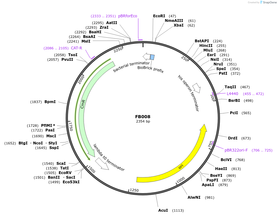 119706-plasmid-map-sequence-id-237146