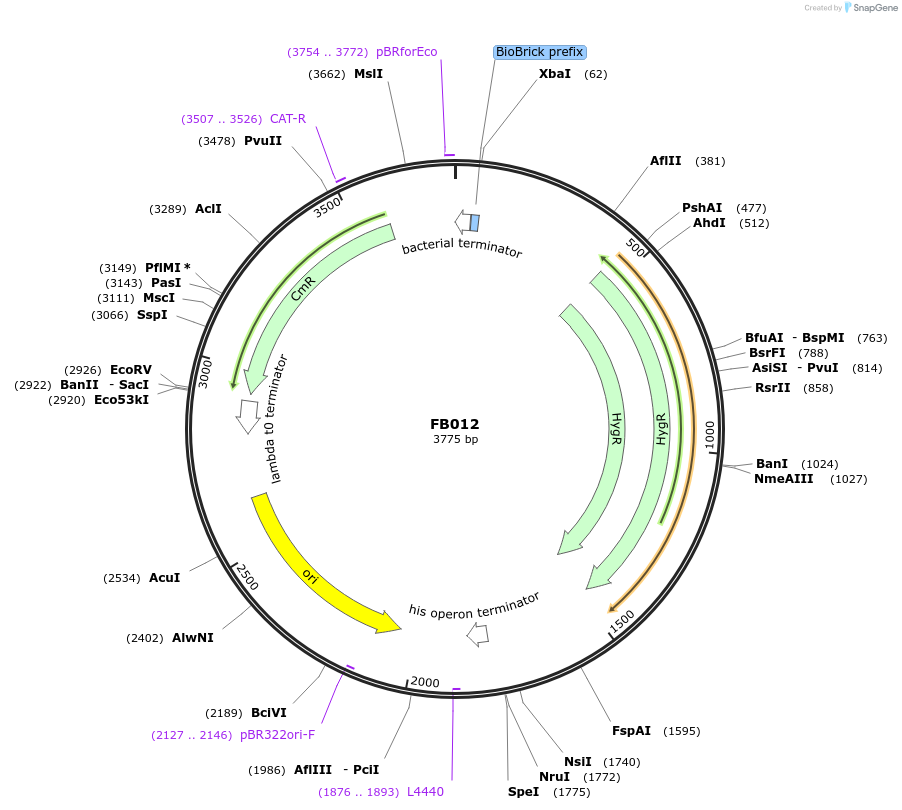 119709-plasmid-map-sequence-id-237149