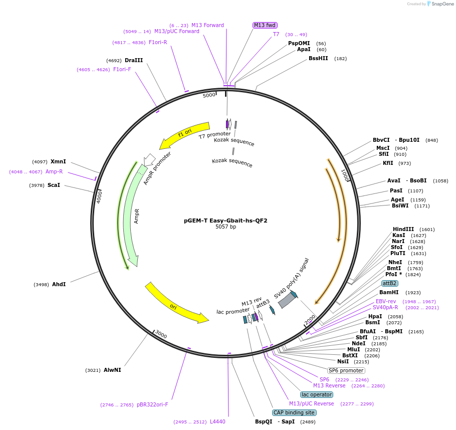 122563-plasmid-map-sequence-id-237152