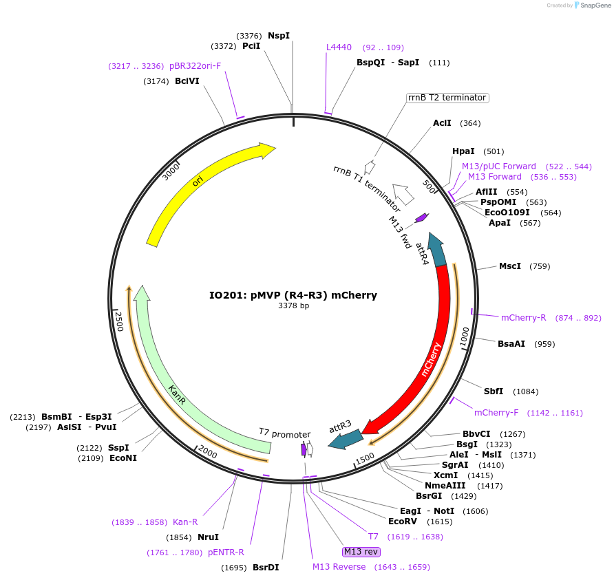 121732-plasmid-map-sequence-id-237154