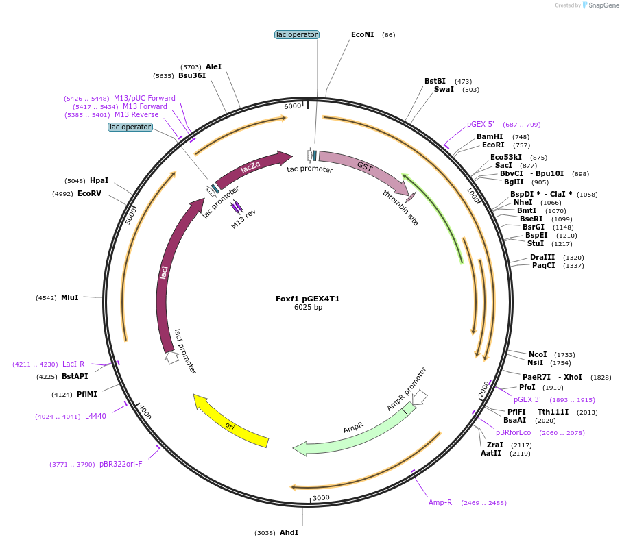 122213-plasmid-map-sequence-id-237155
