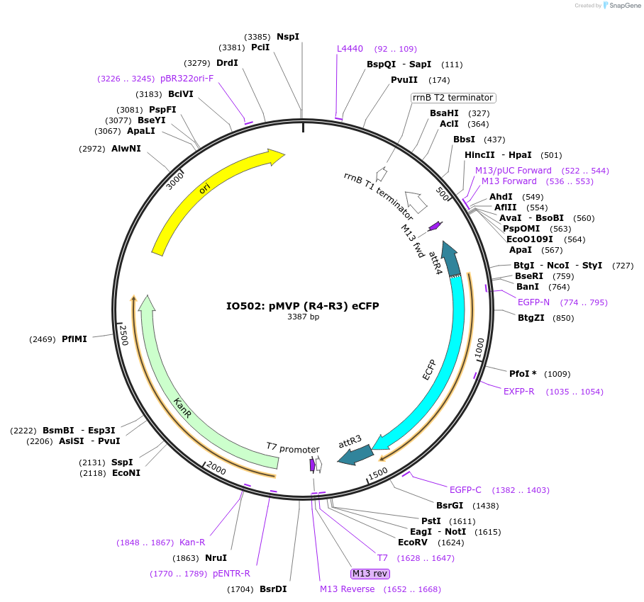 121734-plasmid-map-sequence-id-237158