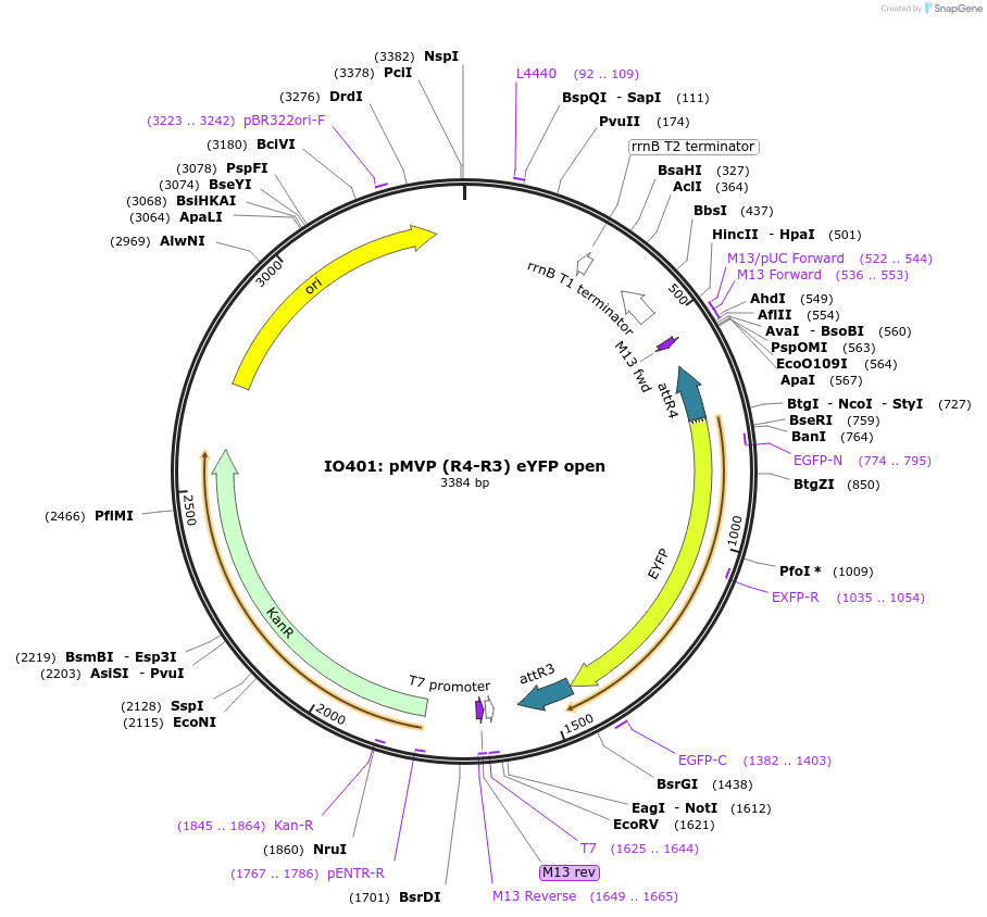 121737-plasmid-map-sequence-id-237164