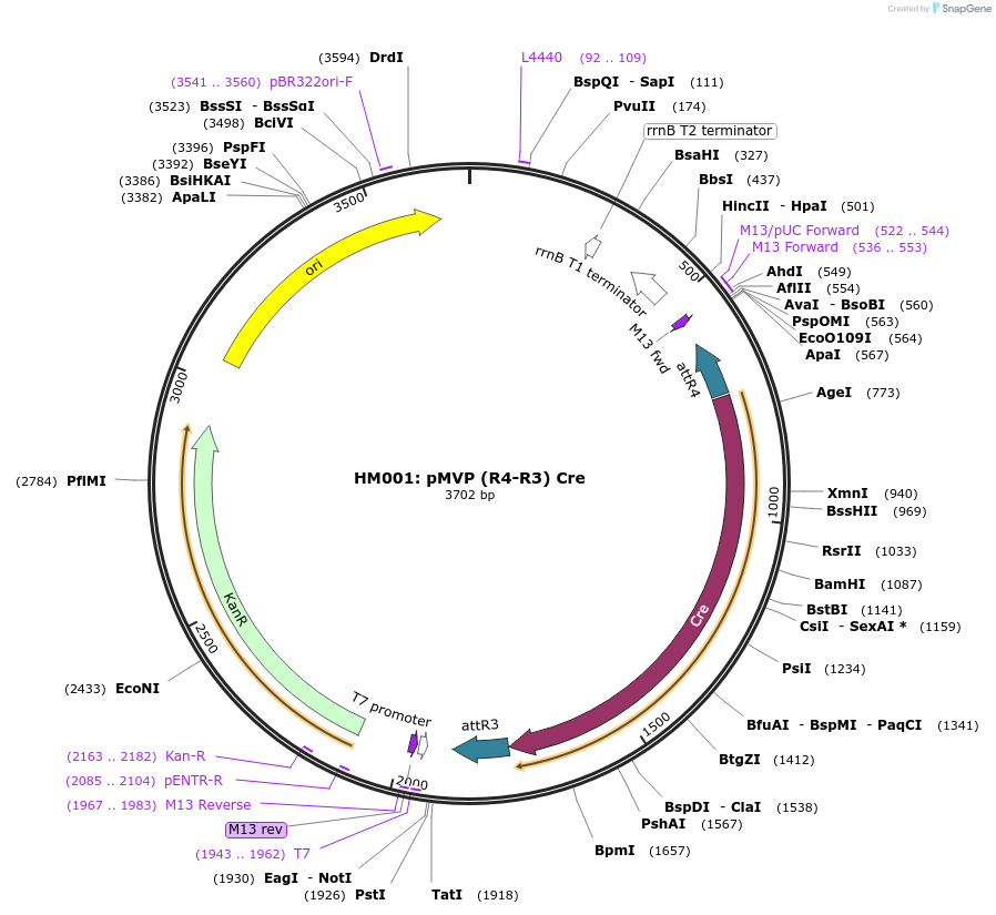 121740-plasmid-map-sequence-id-237171