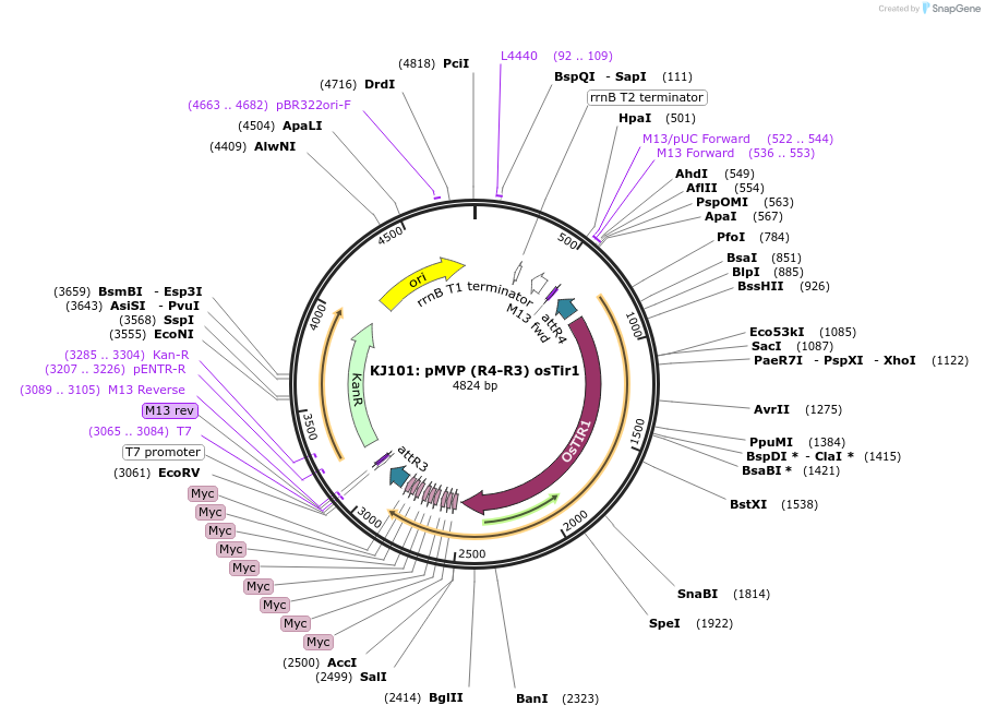 121742-plasmid-map-sequence-id-237174
