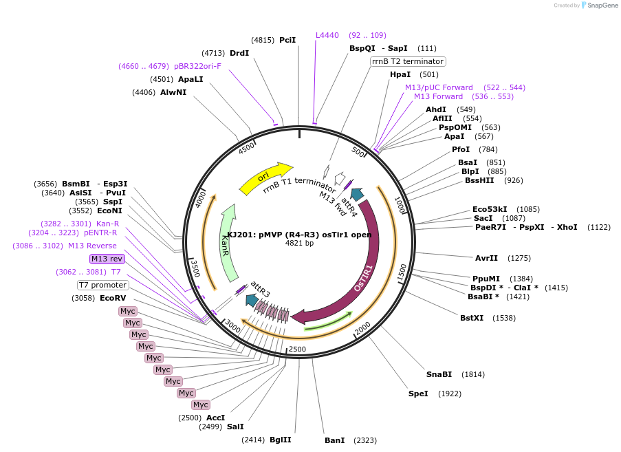 121743-plasmid-map-sequence-id-237177