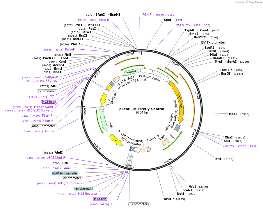 122277-plasmid-map-sequence-id-237178