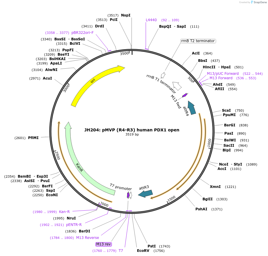 121745-plasmid-map-sequence-id-237182