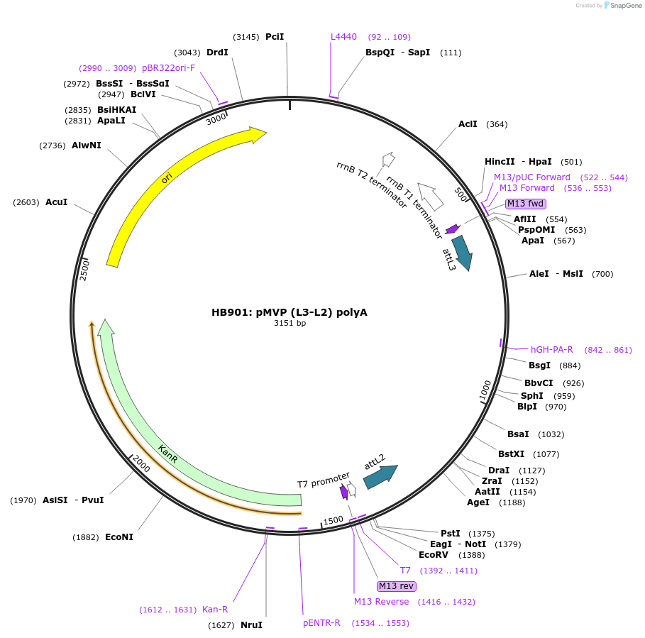 121746-plasmid-map-sequence-id-237183