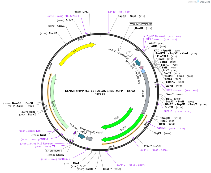 121748-plasmid-map-sequence-id-237186