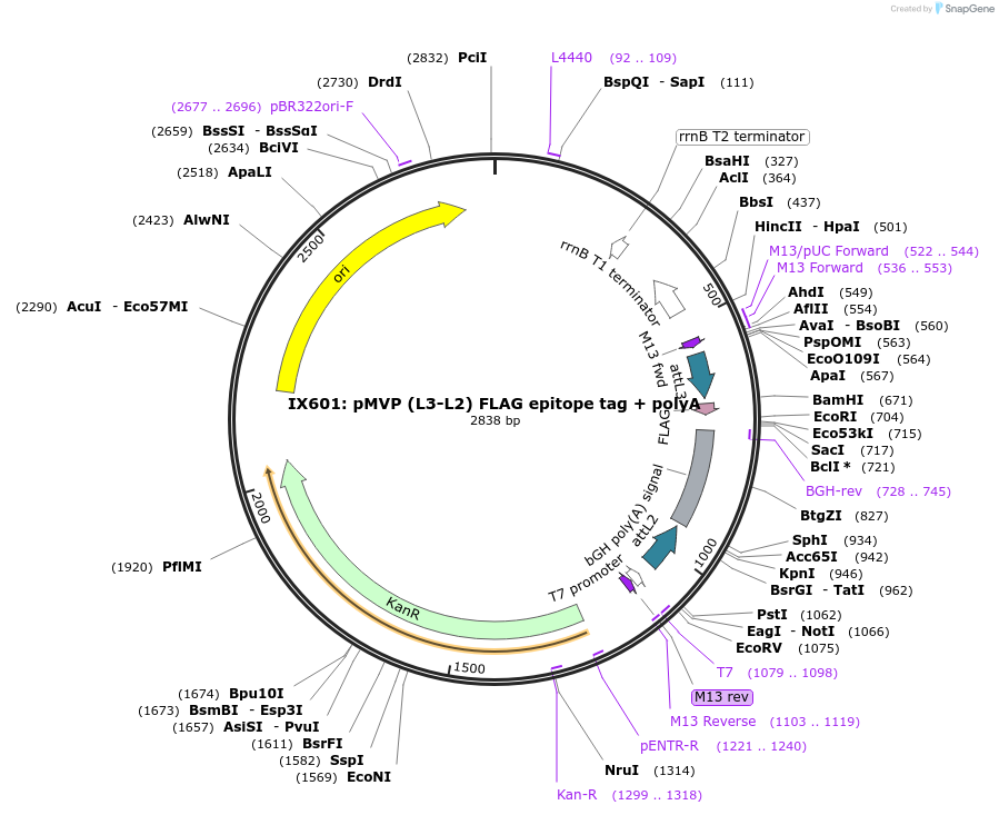 121751-plasmid-map-sequence-id-237190