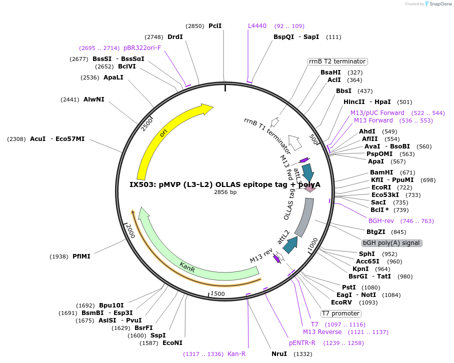121752-plasmid-map-sequence-id-237191