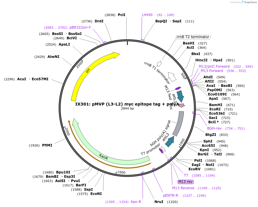 121753-plasmid-map-sequence-id-237192