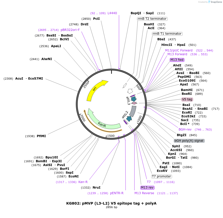 121755-plasmid-map-sequence-id-237195