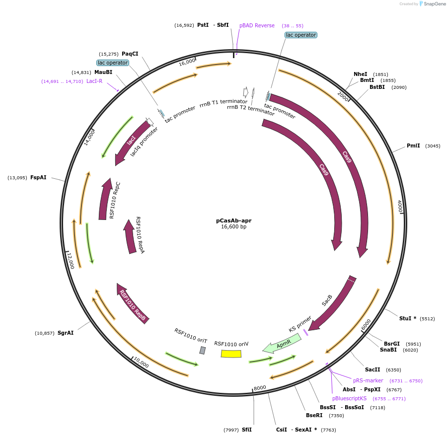 121998-plasmid-map-sequence-id-237226