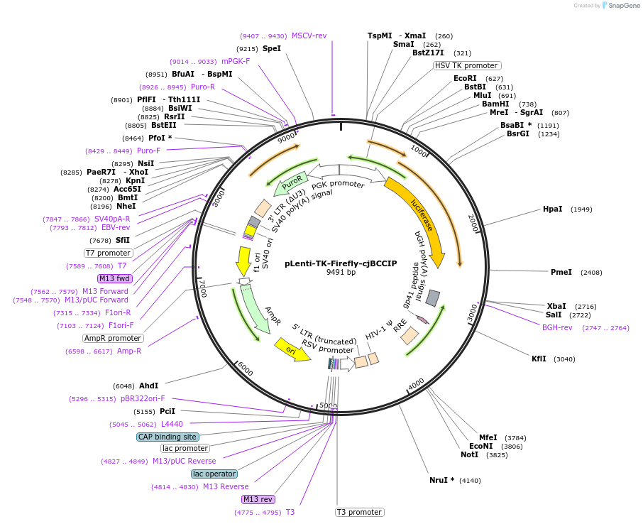 122278-plasmid-map-sequence-id-237232