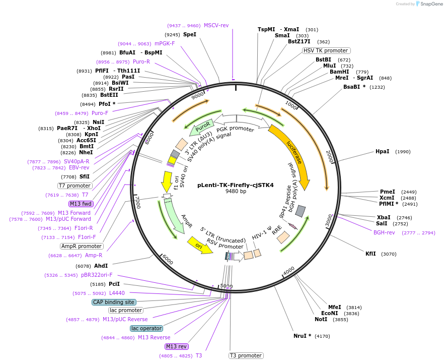 122282-plasmid-map-sequence-id-237234
