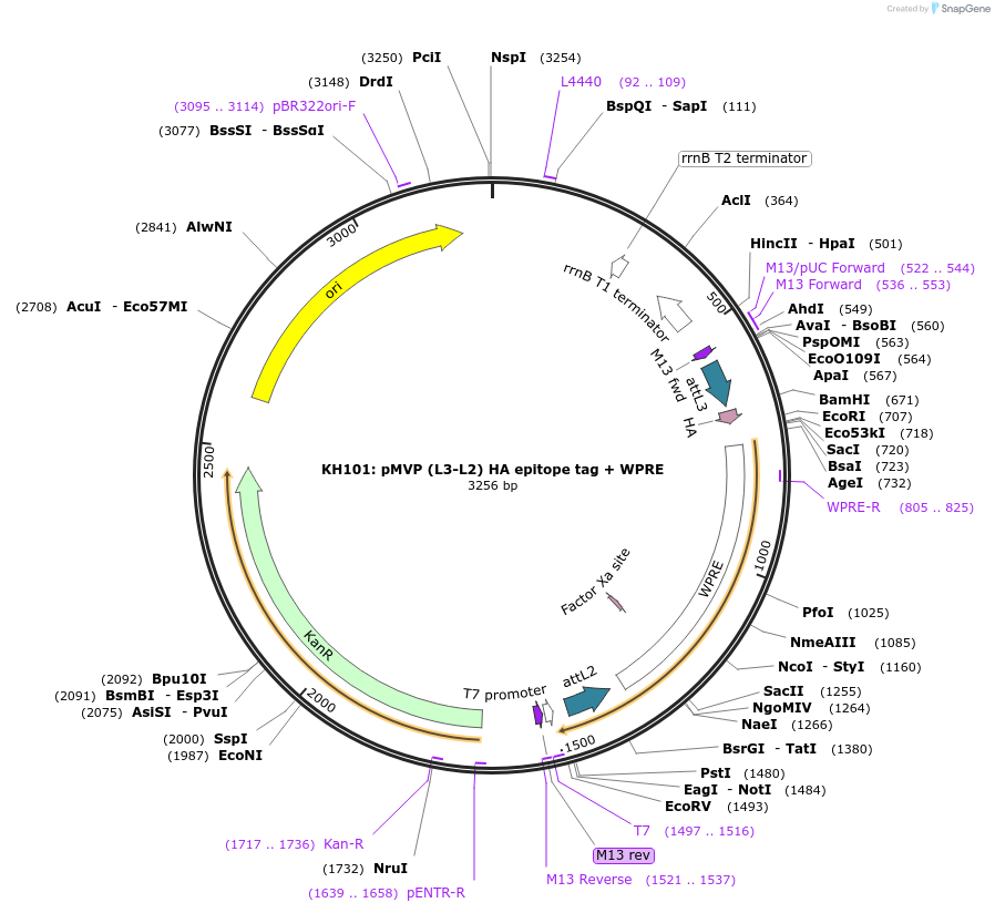 121756-plasmid-map-sequence-id-237236