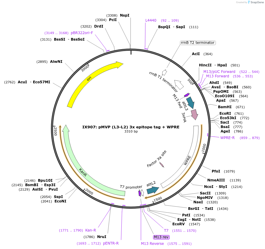 121757-plasmid-map-sequence-id-237237